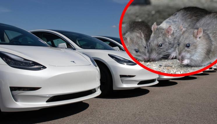 е - НЕВИЖДАНА НАПАСТ: Чудовищни плъхове ядат коли!