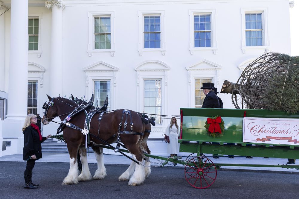 Първата дама Мелания Тръмп посрещна тазгодишното официално коледно дърво на Белия дом