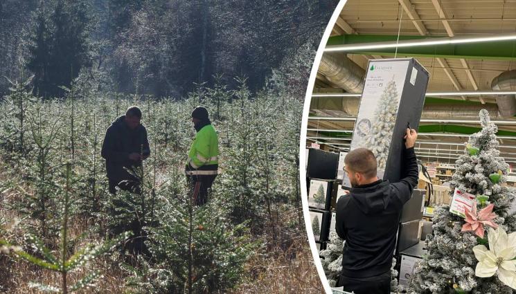 елха - ПРОВЕРКА НА „ТЕЛЕГРАФ“ ПОКАЗА: Кичим китайска елха!