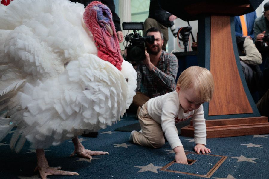 <p>Тръмп помилва пуйки, но не пощади политическите си опоненти.</p>