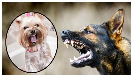 кучета зло куче