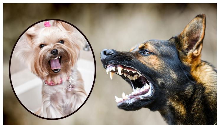 кучета зло куче