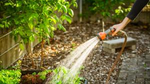 поливане на растение