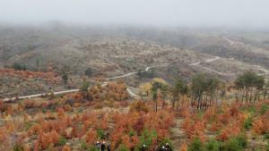 залесяване горски гора Кресна