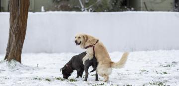 Защо женските кучета се качват на различни предмети и други четириноги