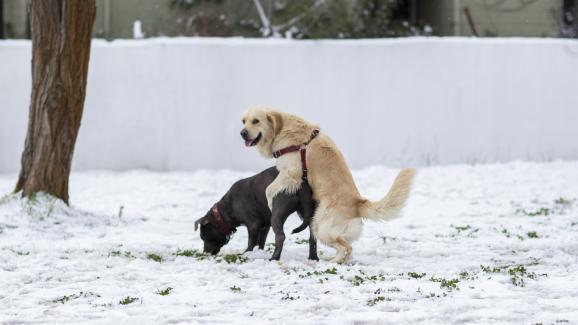 Защо женските кучета се качват на различни предмети и други четириноги