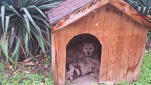 къшички за кучета Видин