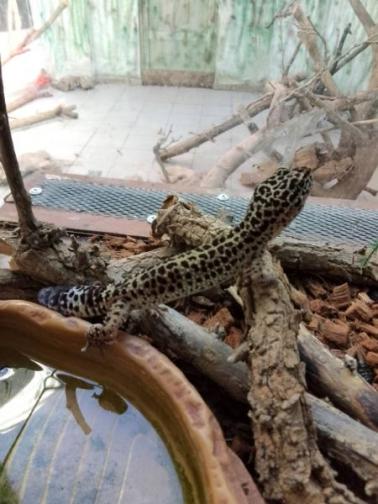 100 гекона и 243 тарантули получиха дом