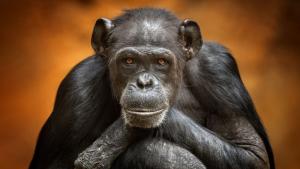 шимпанзе