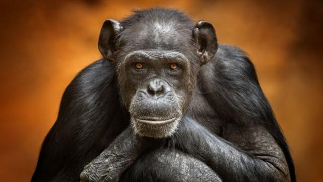 Кои са най-интелигентните животни на планетата