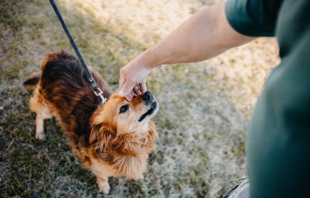 куче души човек