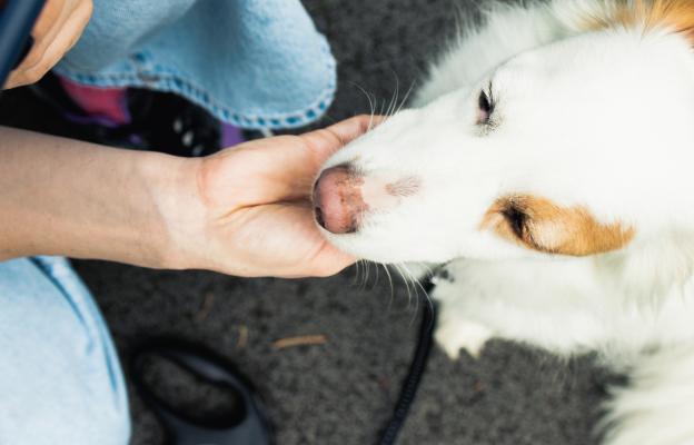 куче души човек