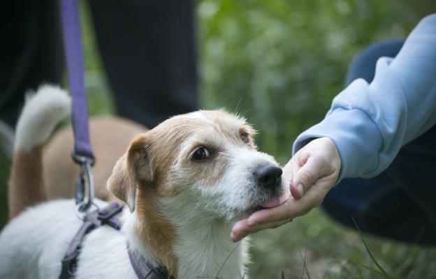 куче души човек