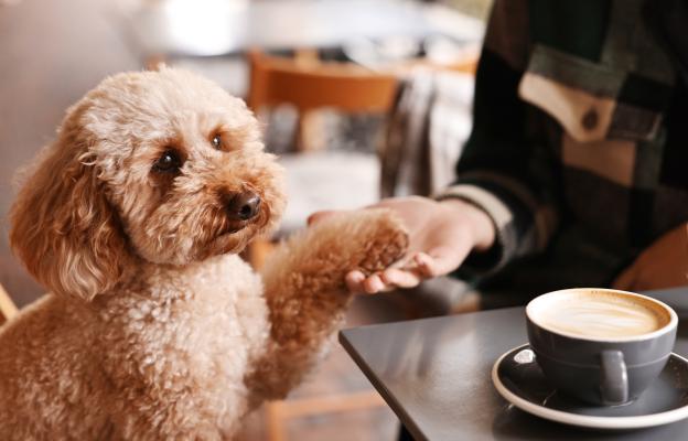 куче души човек