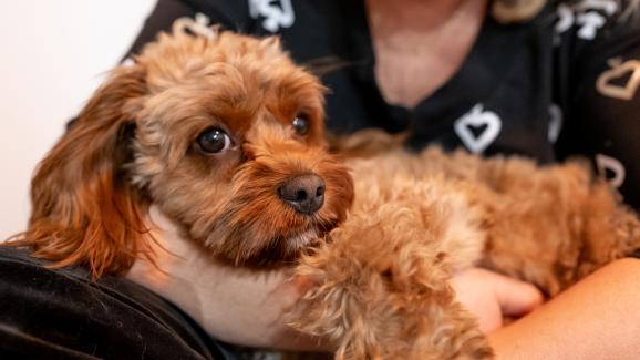 8 удивителни неща, които кучетата мигновено усещат у хората