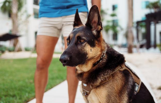 Немска овчарка