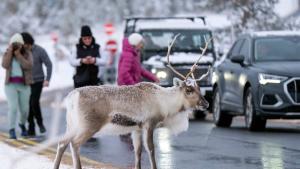 Елен беглец предизвика мащабна издирвателна операция във Великобритания