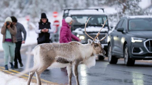 Елен беглец предизвика мащабна издирвателна операция във Великобритания
