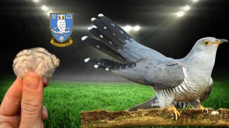 Шефилд Уензди