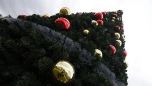 елха в София