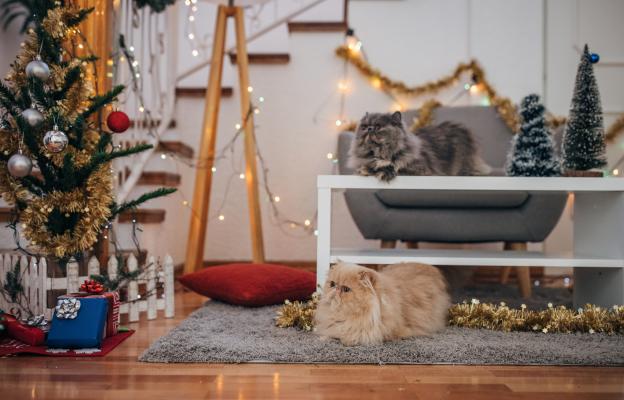 Котка и коледни празници