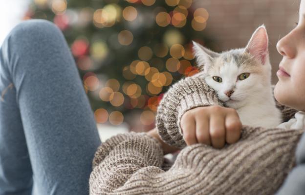 Котка и коледни празници