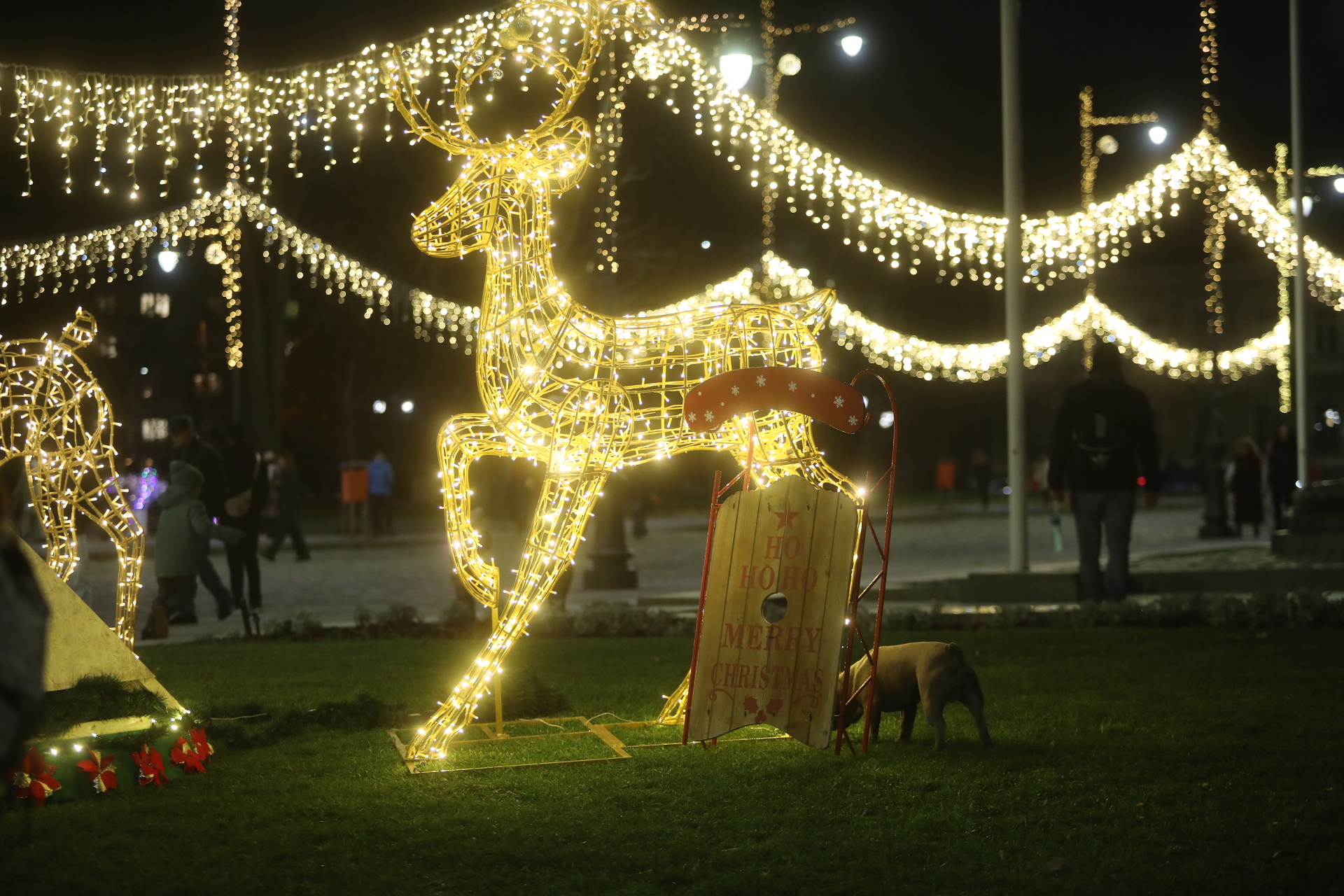 Коледната елха на София грейна с над 20 000 светлини