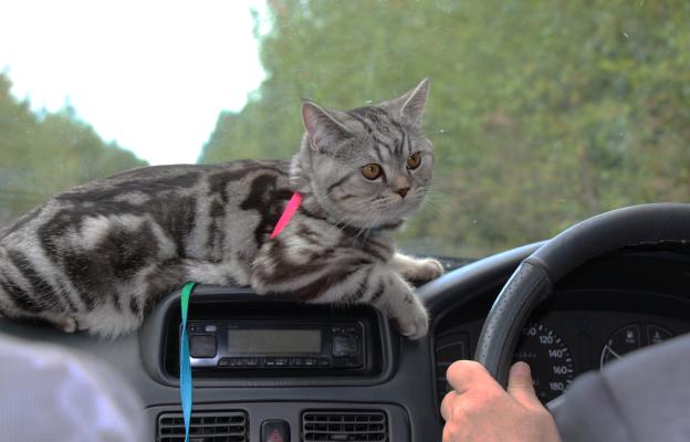Котка пътува в кола