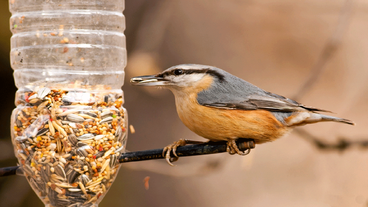 Всеки може да дари „Зрънце любов“ с най-обикновена хранилка за птици