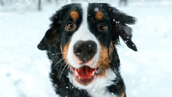 10 породи кучета, които се чувстват най-добре, когато навън е студено
