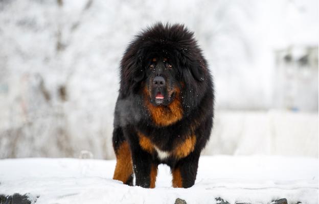 Нюфаундленд