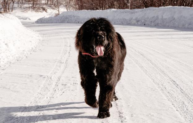 Нюфаундленд