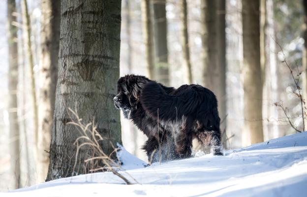 Нюфаундленд