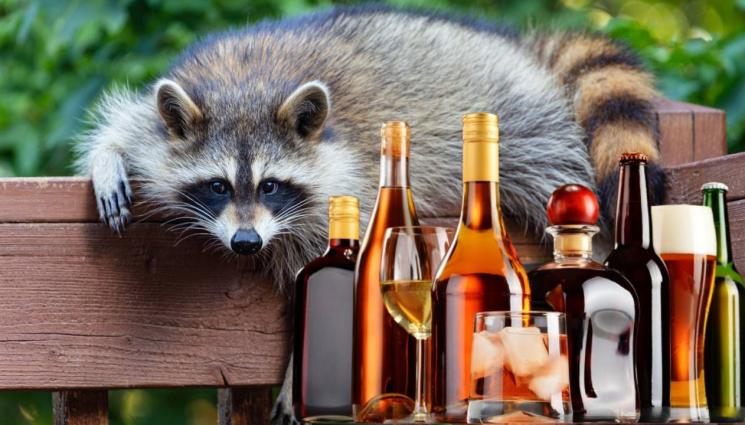 енот - ТОВА НЕ СЕ ВИЖДА ВСЕКИ ДЕН: Енот се напи и припадна в магазин! (СНИМКИ)