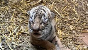 бебе бенгалски тигър