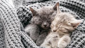 котета коте котка