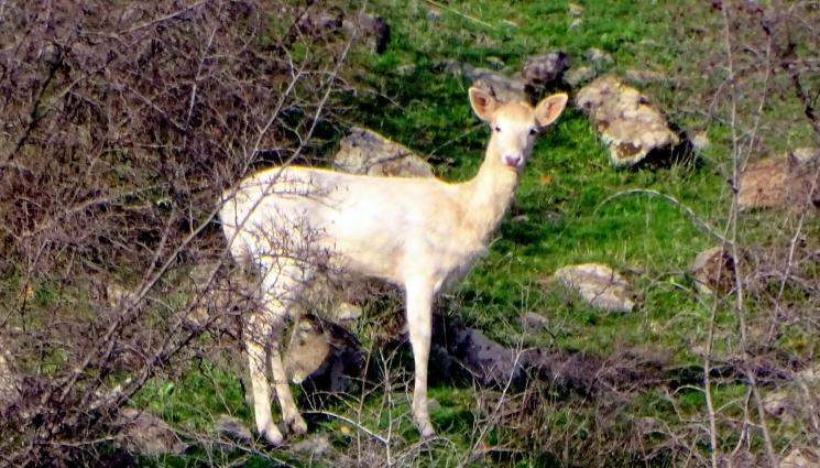 в - Бяла кошута броди из Родопите!