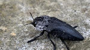 Capnodis tenebrionis черна златка