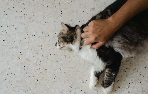 Котка се гали