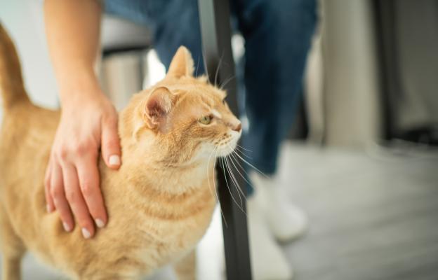 Котка се гали