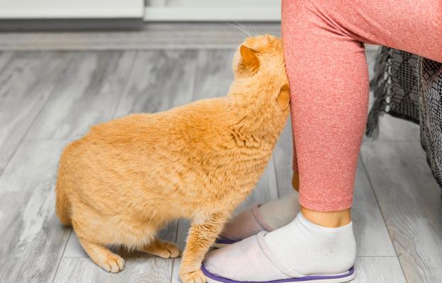 Котка се гали