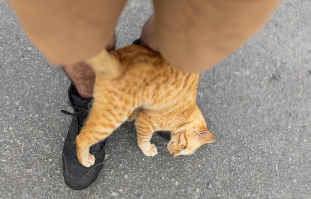 Котка се гали