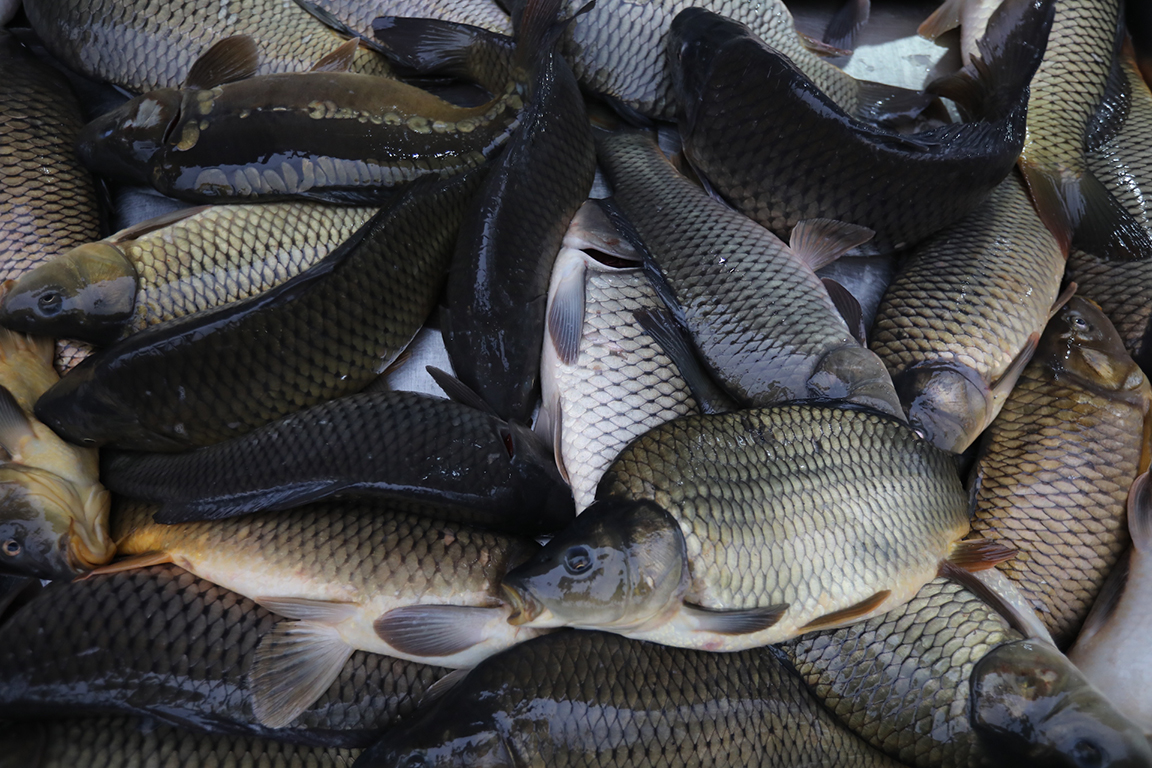 <p>Задължителното блюдо на празника е печена или варена риба, най-често шаран, защото според легендата той е &bdquo;слугата на Свети Николай&ldquo;.</p>