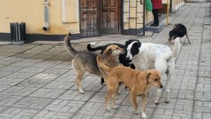 кучета Сухиндол