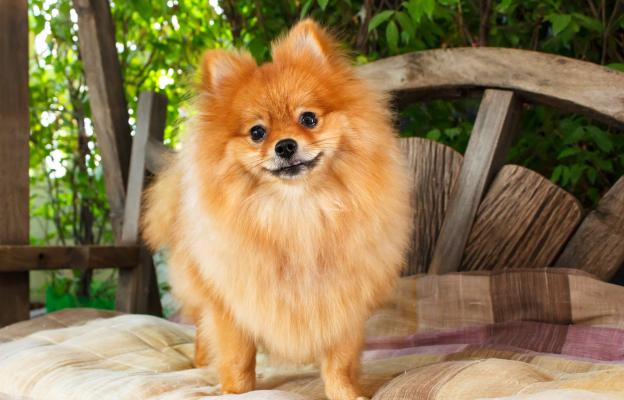 куче се взира