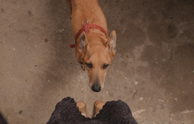 куче се взира