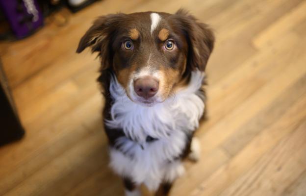 куче се взира