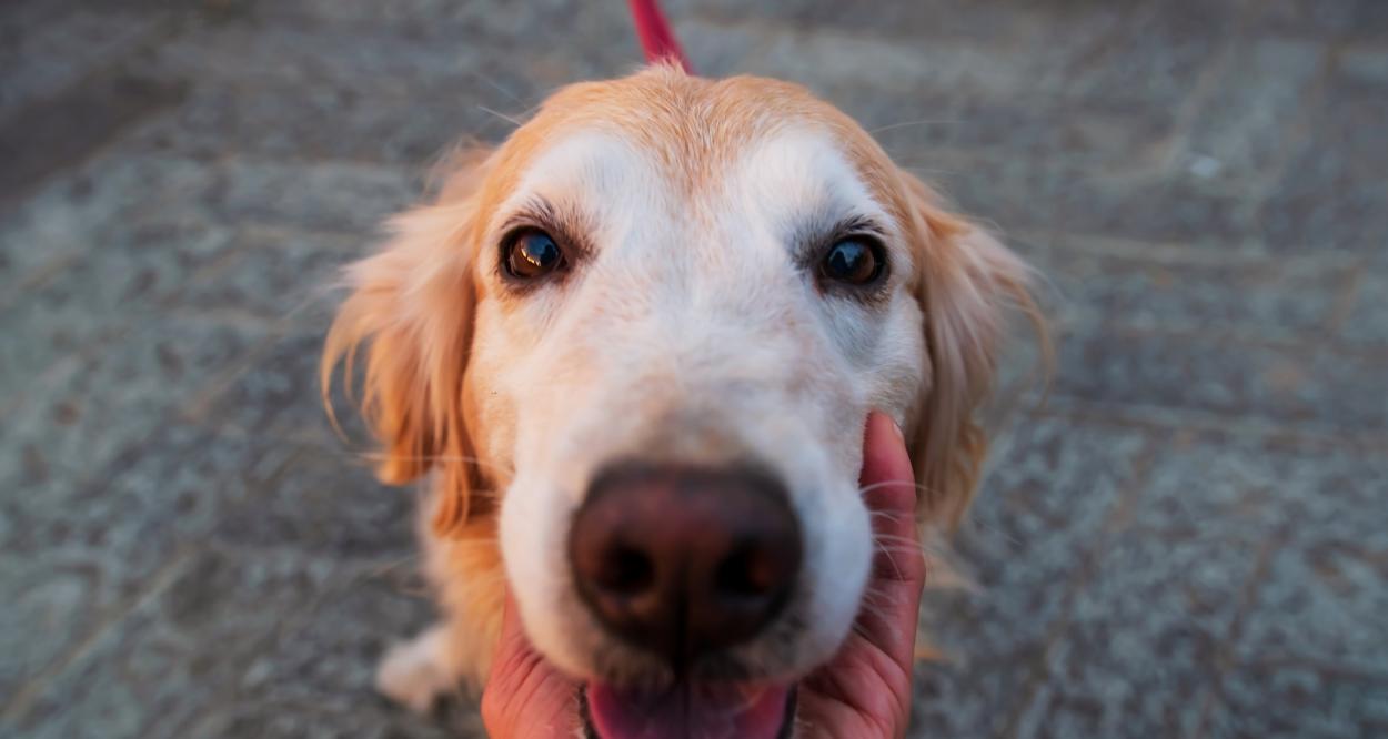 куче се взира