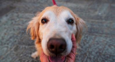 куче се взира