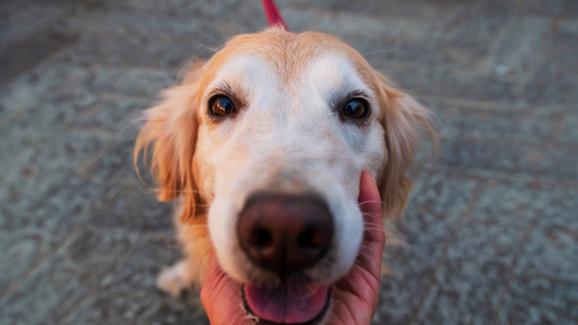 куче се взира